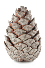 The cone