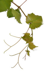 Vine branch
