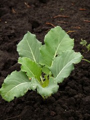 Young sprouts