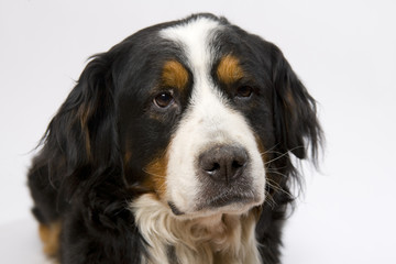 Fototapeta premium Berner Sennenhund