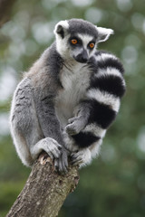 lemur