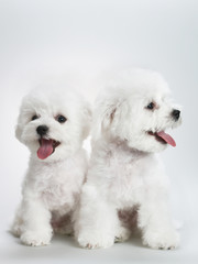 bichon puppy