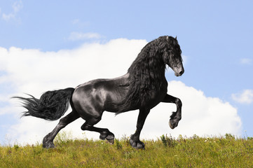 black friesian horse on the meadow - 27183723