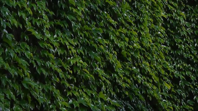 Ivy Covering Wall