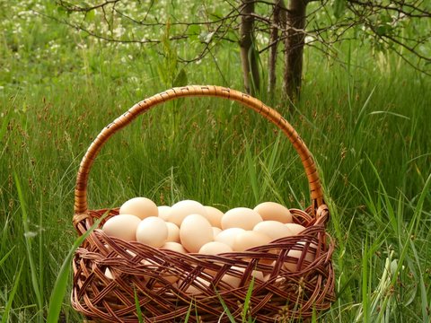 Basket of chicken eggs