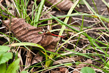 Libellule sur une feuille