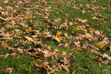 Fallen leaves