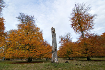 Trees in autumn with yellow, red and orange leaves