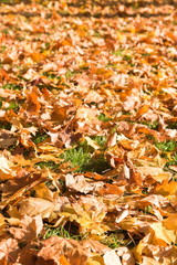 Autumn maple leaves on a grass