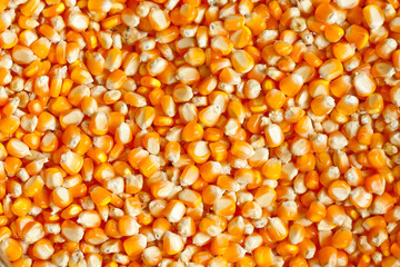 Corn kernels