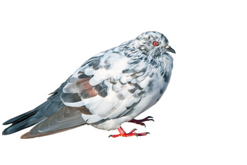 Pigeon