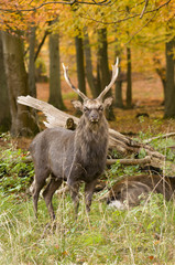 Male red deer sitting on a wood ground in autumn