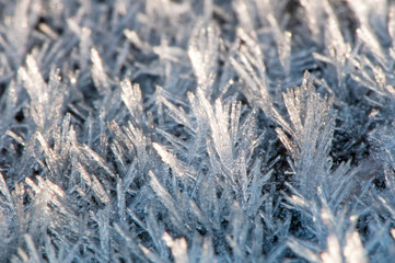 Detail of Frost