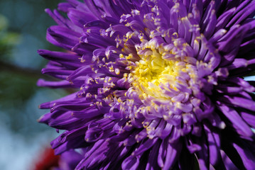 Closeup of Chrysanthemum flower