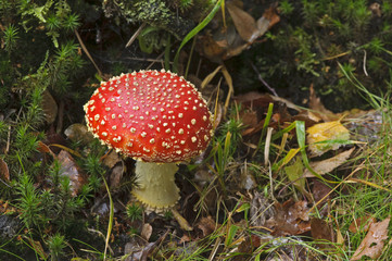 red spotty fly agaric in english wood