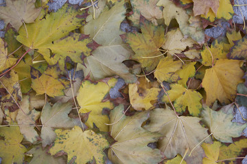 Feuilles mortes (3)