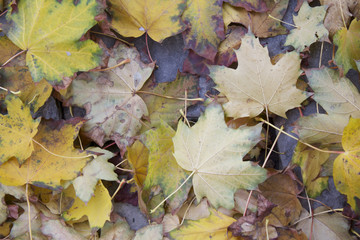 Feuilles mortes (4)