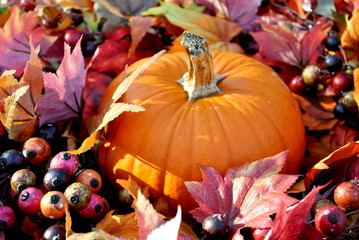 Thanksgiving Pumpkin