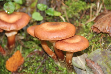 Опята в лесу