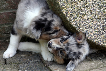 Australian Shepherd Welpe