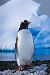 Fototapeta premium penguin have fun standing on the rocks