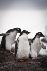 Three penguins