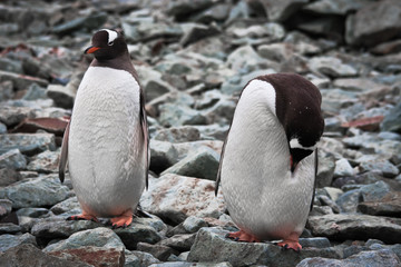Fototapeta premium .two identical penguins