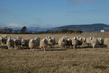 Obraz premium Schottisches Hochland 3