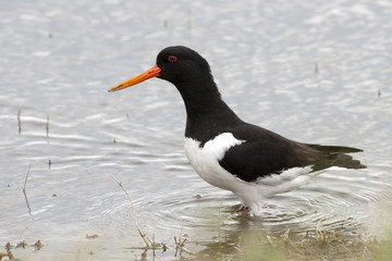 Haematopus ostralegus - Huitrier pie - Oystercatcher