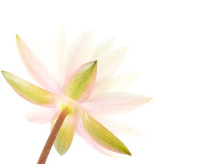 Naklejka na ściany i meble Beautiful water lily close-up