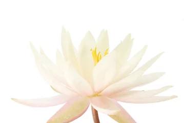 Crédence de cuisine en verre imprimé Nénuphars Beautiful water lily close-up