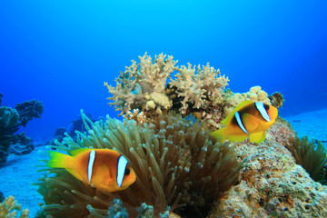 Naklejka na ściany i meble Para Morze Czerwone anemonefish