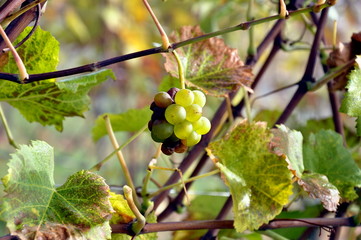 Weintrauben im Herbst