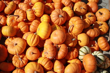 pumpkins