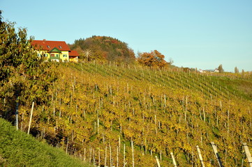 Fototapeta na wymiar Winnica w jesieni