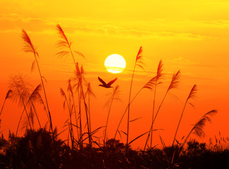 reed stalks in the swamp against sunlight