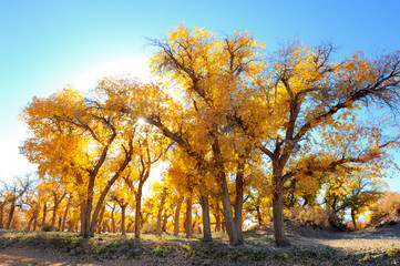 Autumn landscape at the morning park