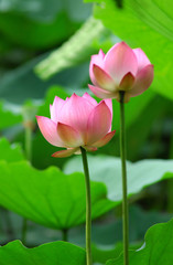 Obraz premium beautiful lotus with water reflection