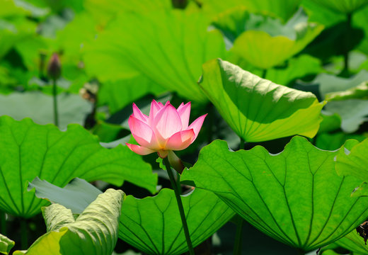 beautiful lotus with water reflection.