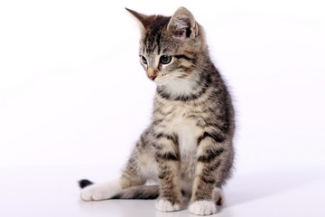 Fototapeta premium kleine Katze sitzend