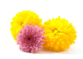 chrysanthemum flowers © ksena32