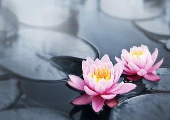 Door stickers Waterlillies Lotus blossoms