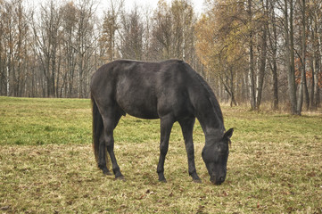 Black Horse Grazing on Pasture in Autumn