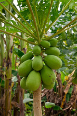 Papaya fruits on a tree in Thailand
