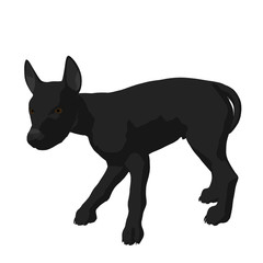 Dog Illustration