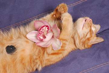 spa kitten sleeps with flower and stones