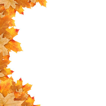 frame maple leaves
