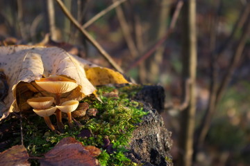 Autumn mushrooms