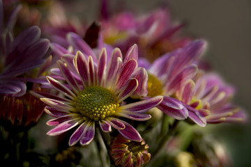 Astry © Henryk Olszewski