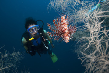Taucher undRotfeuerfisch,Pterois volitans, Philippinen.